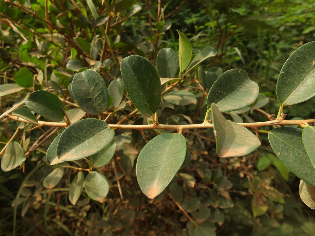 Spiny Maclura