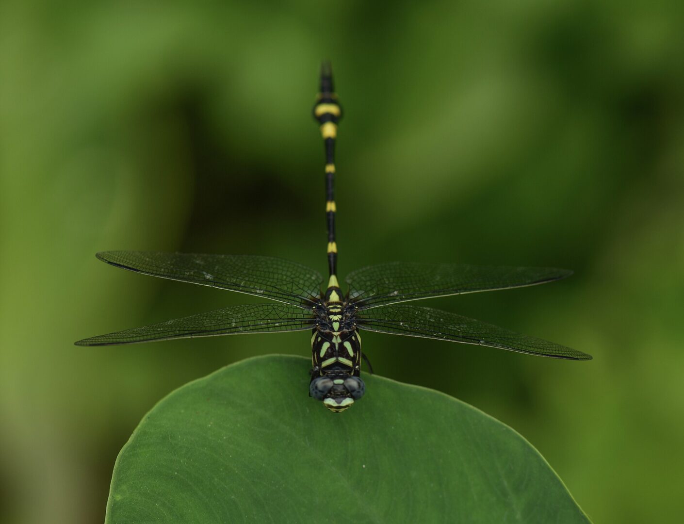 Sri Lanka Forktail