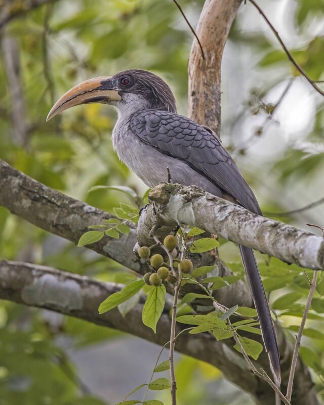 අළු කෑදැත්තා