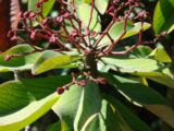 Euphorbia umbellata