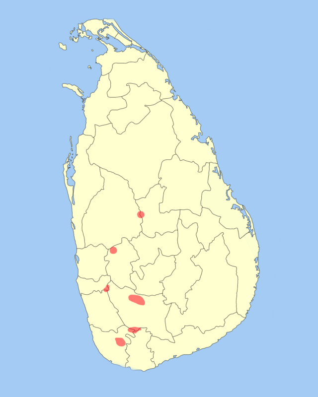 Jungle Shrew