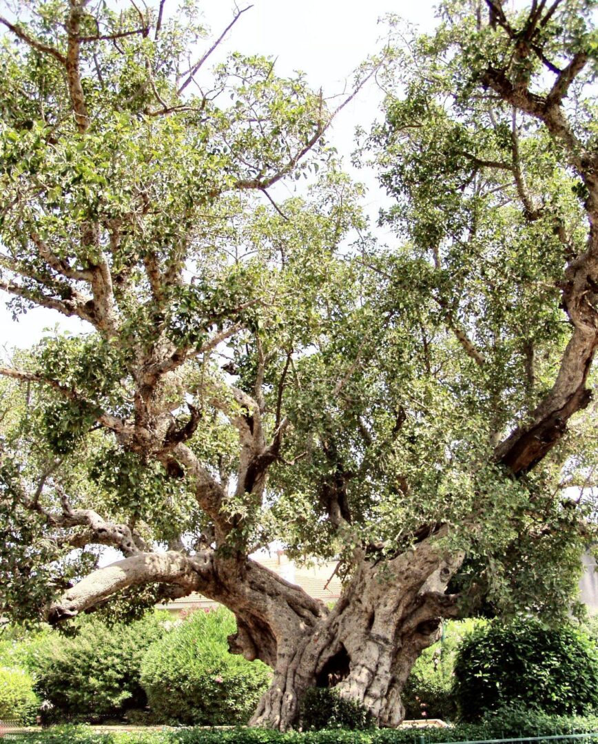 Donkey’s Banyan