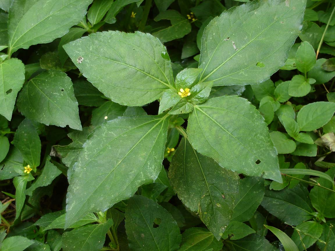 Nodeweed