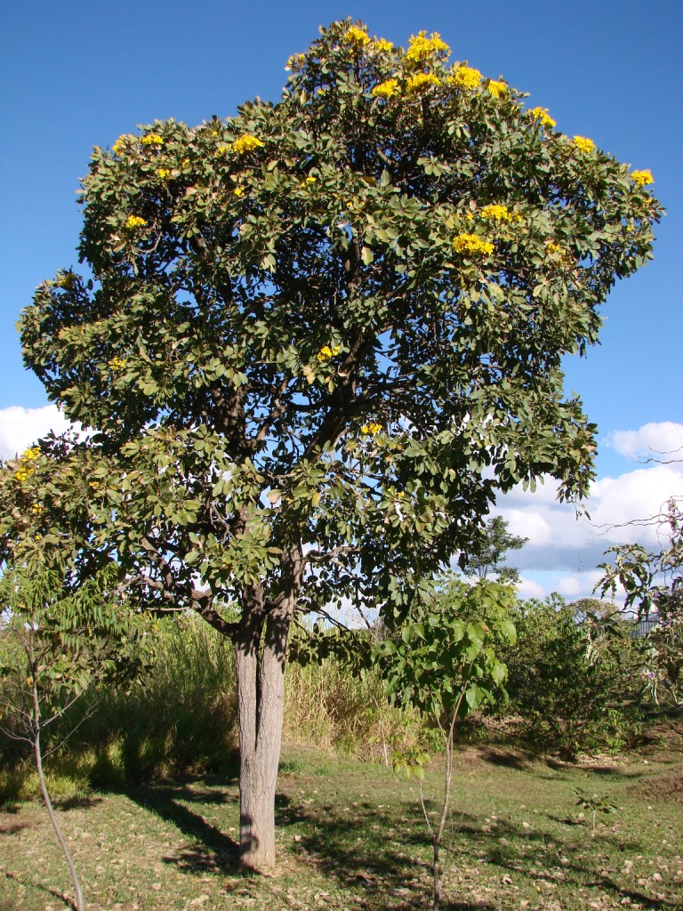 Yellow Trumpet-Tree