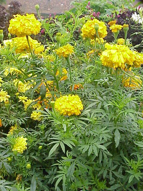 Mexican Marigold