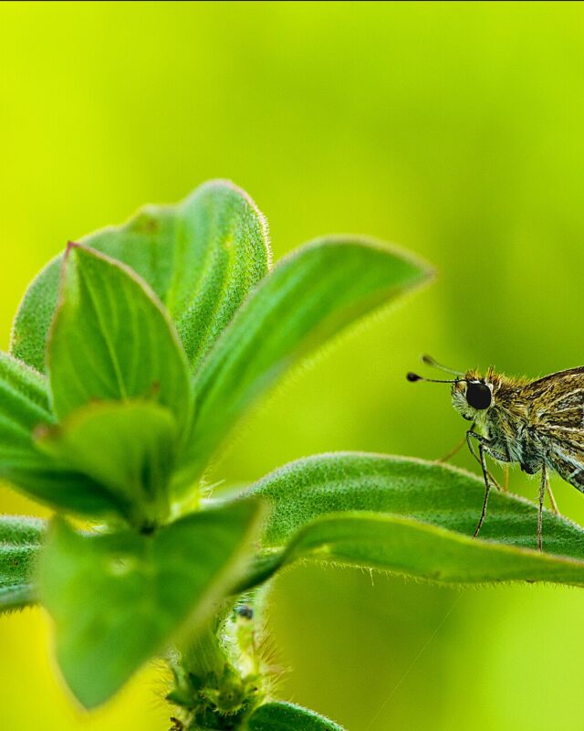 Common Grass-Dart