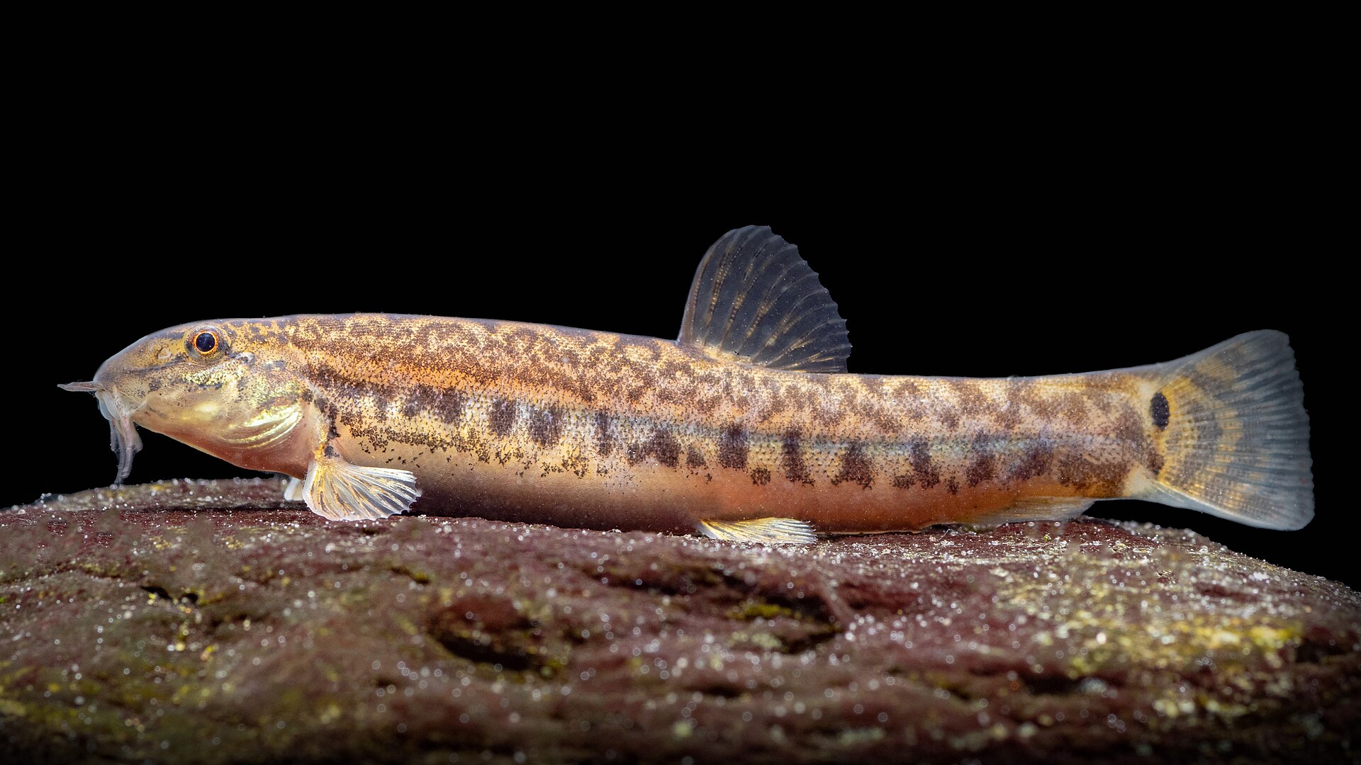 Common Spiny Loach