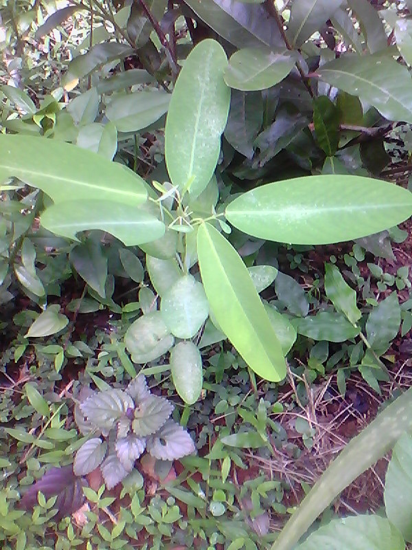 ප්රාණජීව