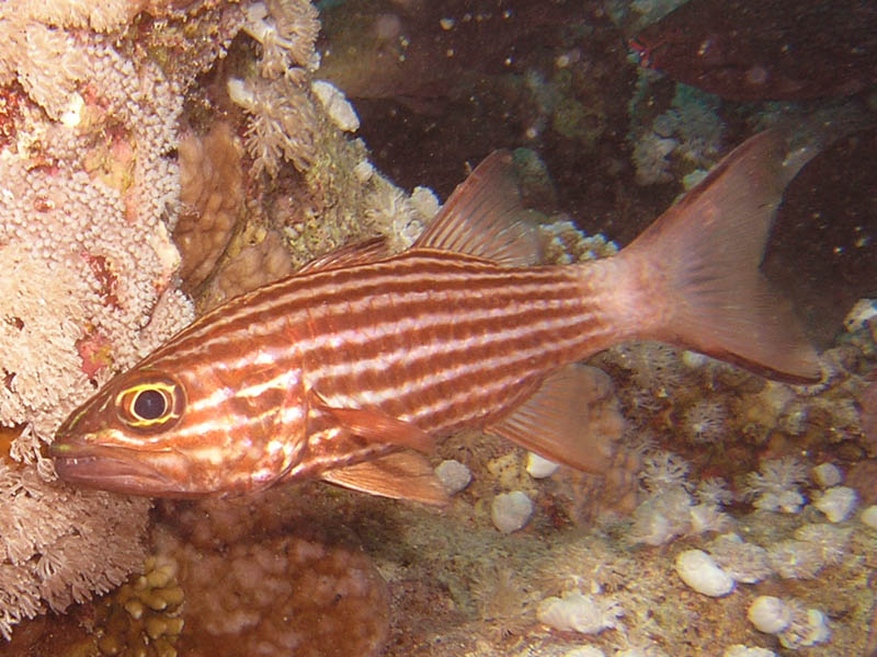 Tiger Cardinalfish