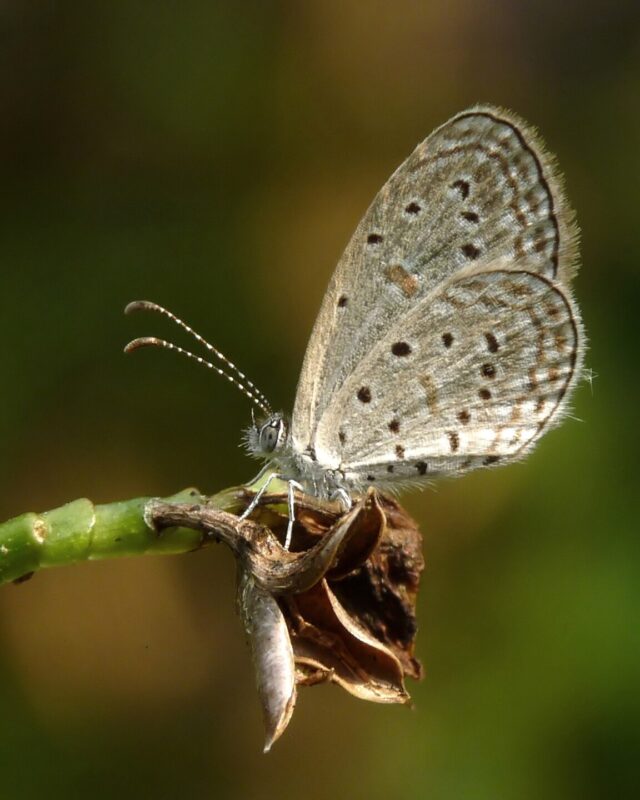 Tiny Grass Blue