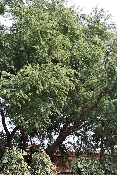 Madras Thorn