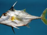 Shortnose Tripodfish