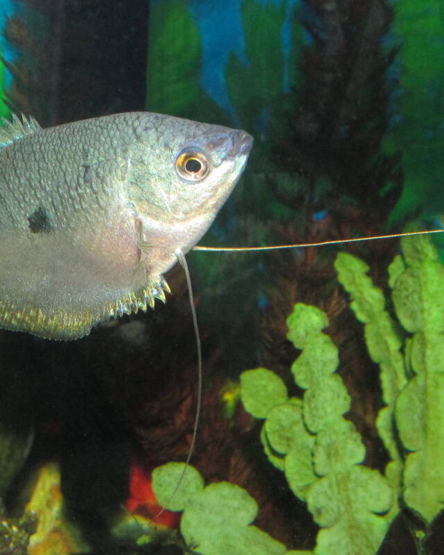 Three Spot Gourami