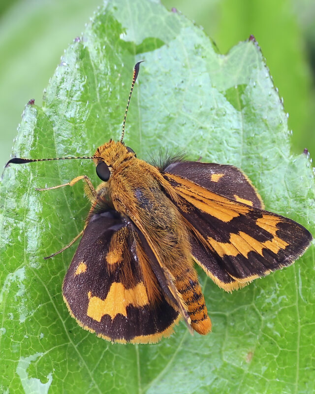 Tropic Dart