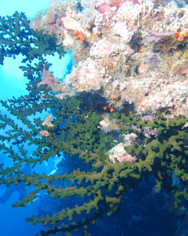 Black Sun Coral