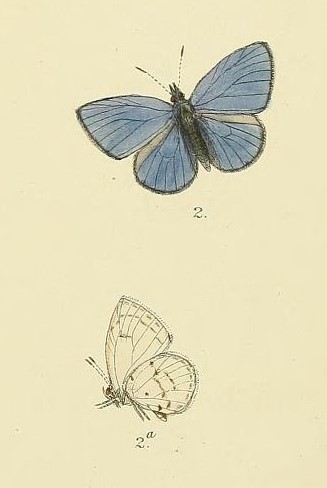 Ceylon Hedge Blue