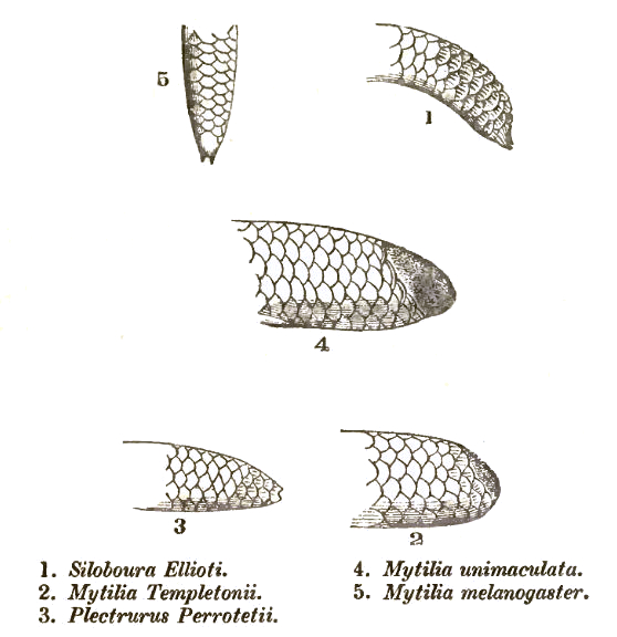 ගෝමර තුඩුල්ලා