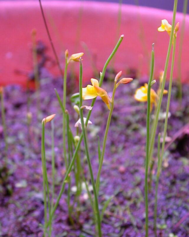 Bifid Bladderwort