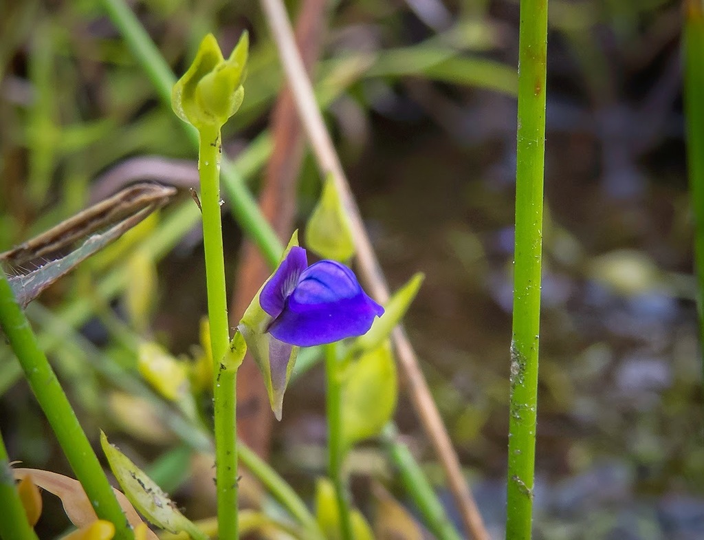 Utricularia polygaloides