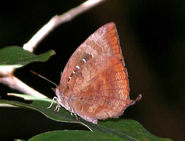Dull Oak-Blue