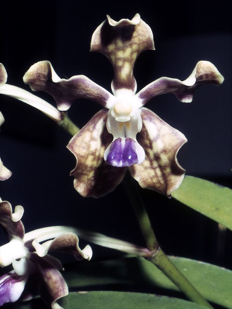 Checkered Vanda