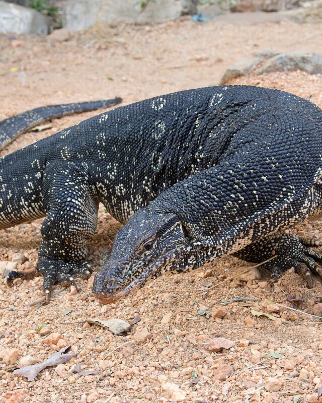 කබරගොයා