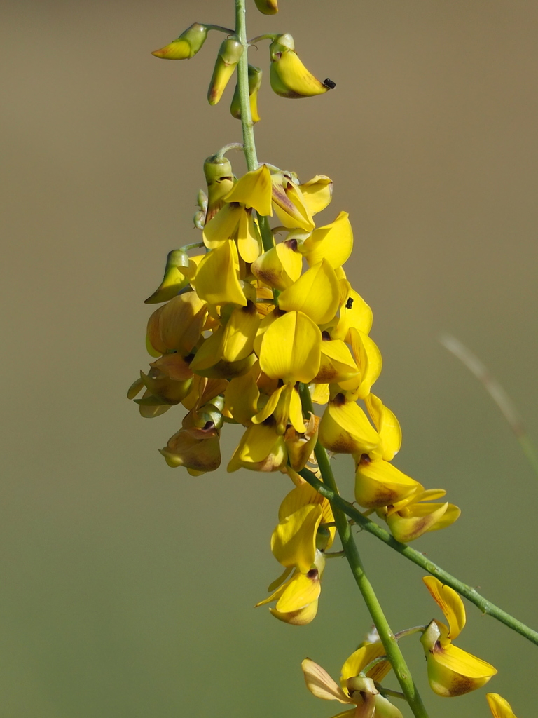 West Indian Rattlebox