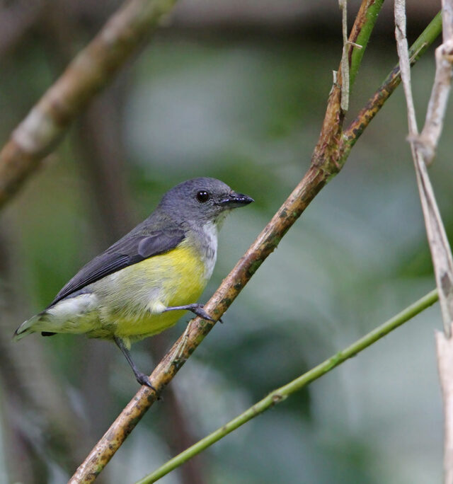 White-Throated Flowerpecker
