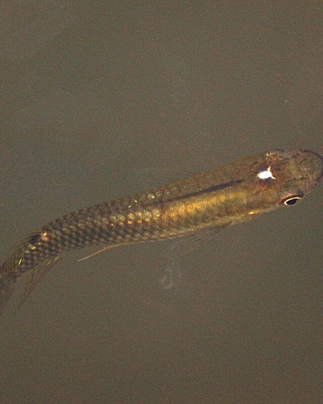 Spotted Ricefish