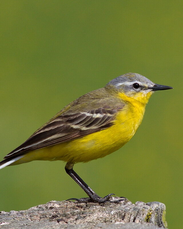 Western Yellow Wagtail
