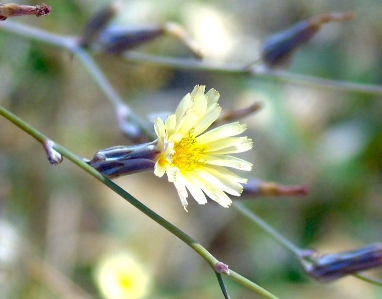 Wild Lettuce