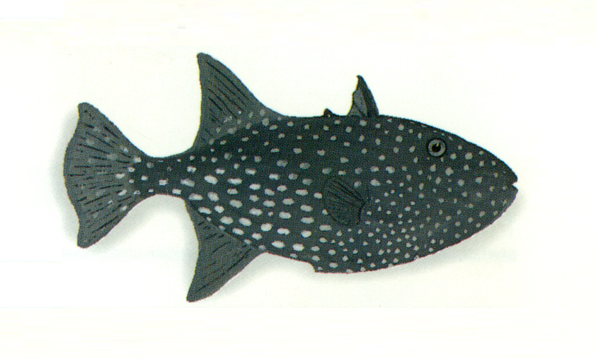 Spotted Oceanic Triggerfish