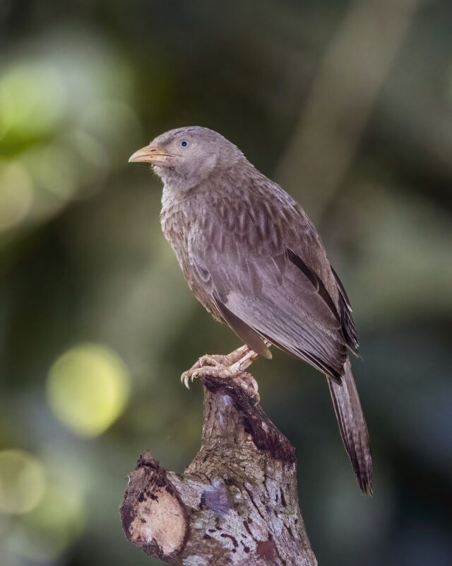 දෙමලිච්ච්චා