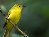 Yellow-Browed Bulbul