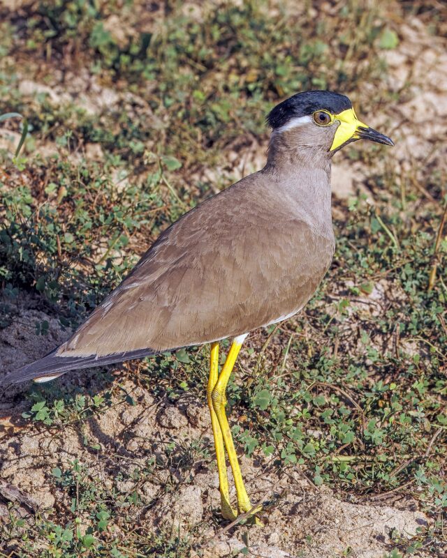 Yellow-Wattled Lapwing