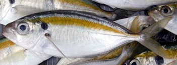 Yellowstripe Scad