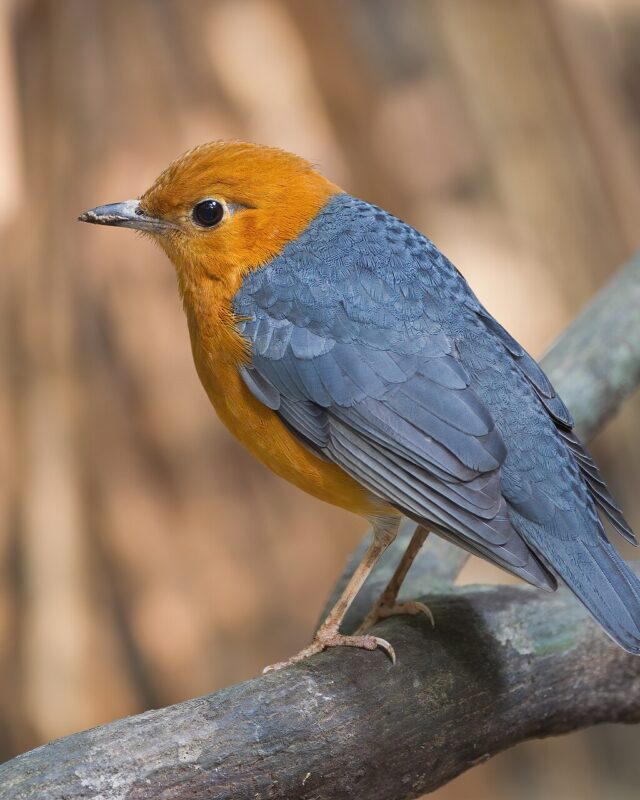 Orange-Headed Thrush