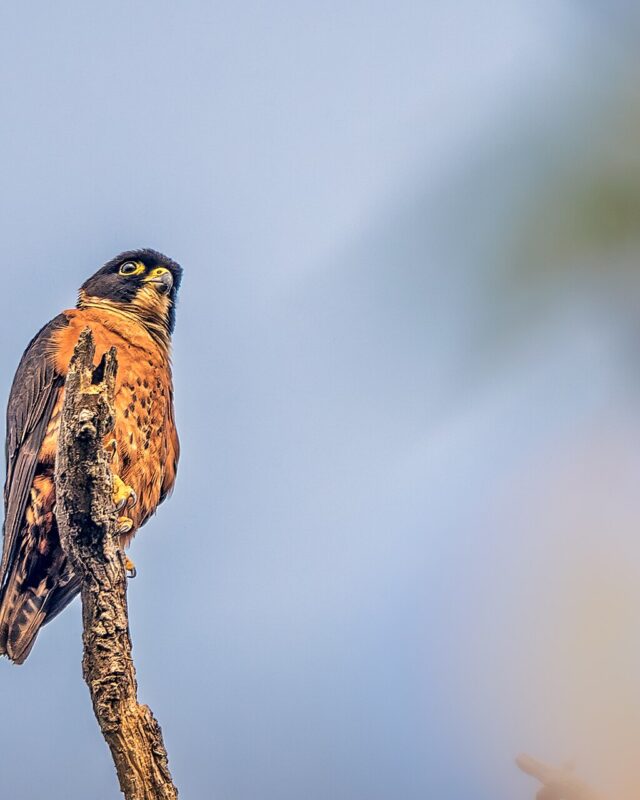Oriental Hobby